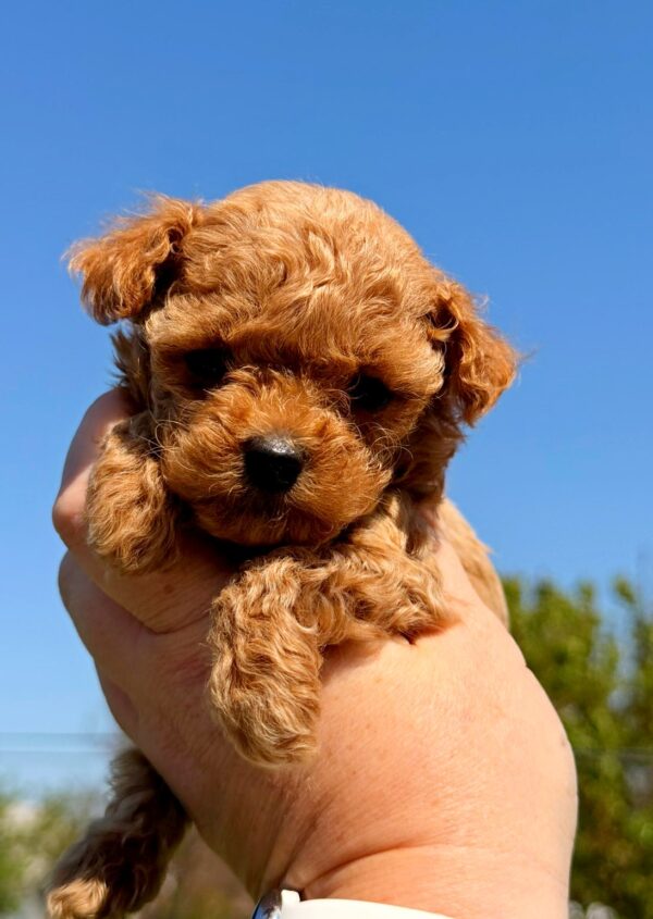 Patches Maltipoo Patches Maltipoo