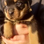 Patrica-female-Rottweiler-puppy-for-sale-1