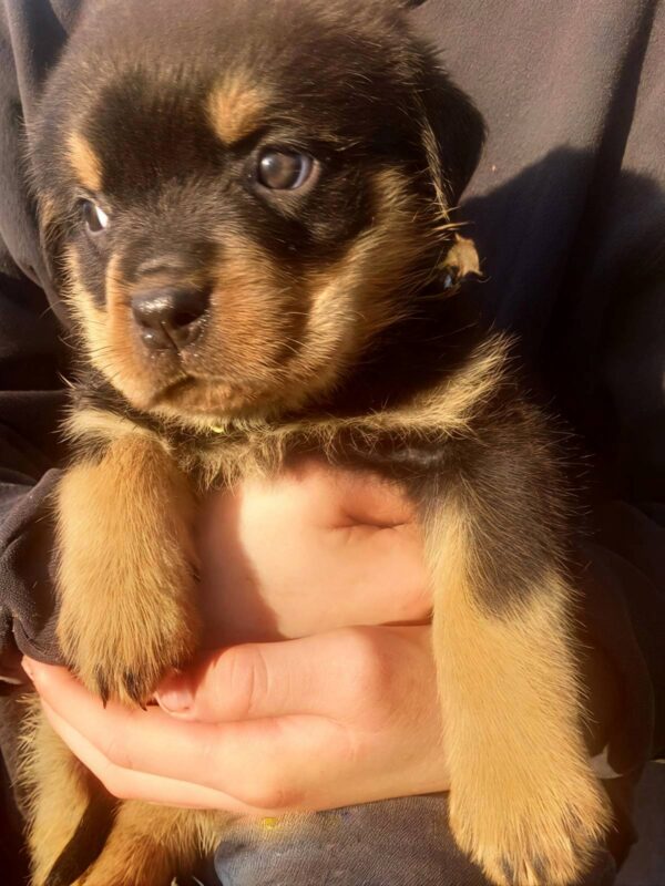 Patrica Rottweiler Patrica Rottweiler