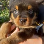 Patrica-female-Rottweiler-puppy-for-sale-2