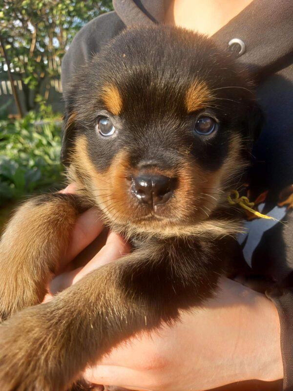 Patrica Rottweiler Patrica Rottweiler