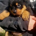 Patrica-female-Rottweiler-puppy-for-sale-3