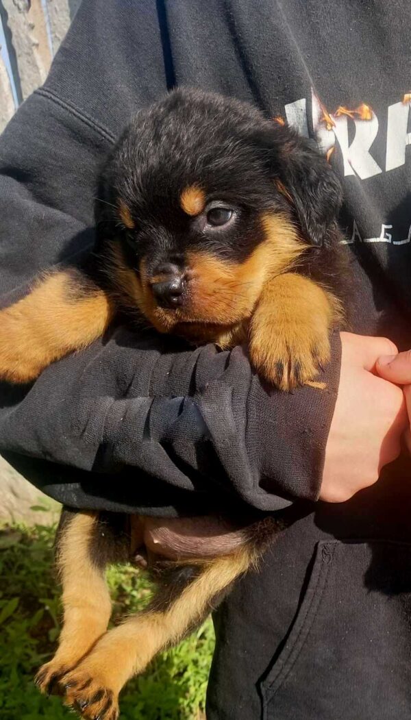Patrica Rottweiler Patrica Rottweiler