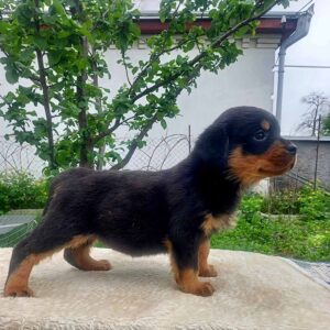 Patrica Rottweiler Patrica Rottweiler