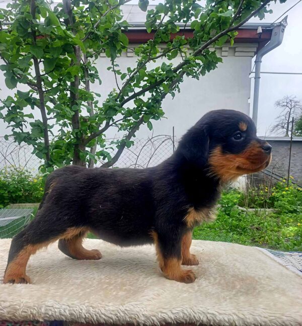 Patrica Rottweiler Patrica Rottweiler