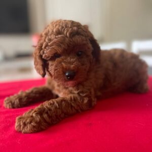 Patronus Toy Poodle Patronus Toy Poodle