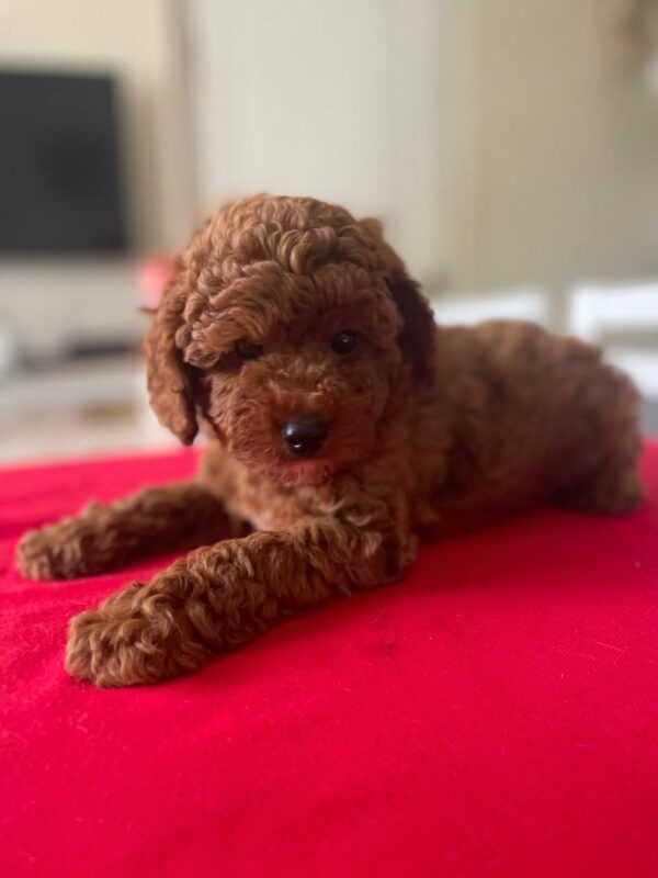 Patronus Toy Poodle Patronus Toy Poodle