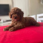 Patronus-male-Toy-Poodle-puppy-for-sale-2