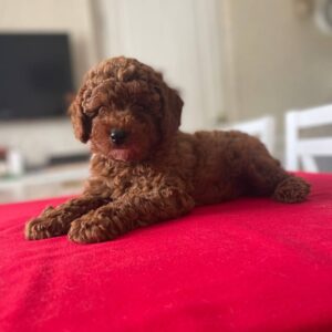 Patronus Toy Poodle Patronus Toy Poodle