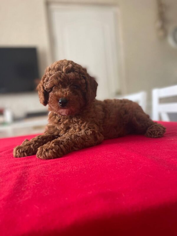 Patronus Toy Poodle Patronus Toy Poodle