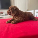 Patronus-male-Toy-Poodle-puppy-for-sale-3