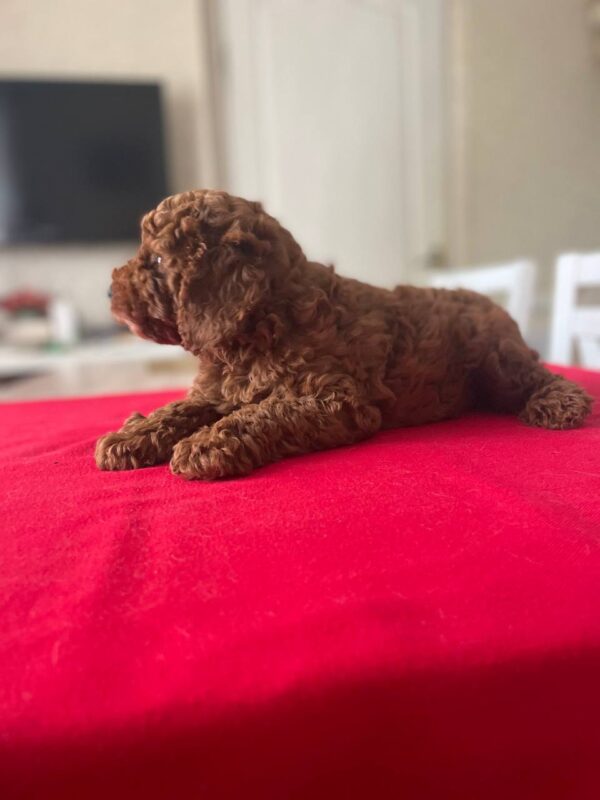Patronus Toy Poodle Patronus Toy Poodle
