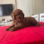 Patronus-male-Toy-Poodle-puppy-for-sale-4
