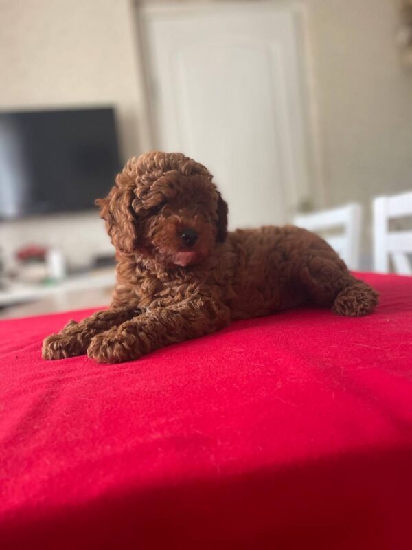 Patronus Toy Poodle Patronus Toy Poodle