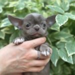 Pazhik-male-Chihuahua-puppy-for sale-1