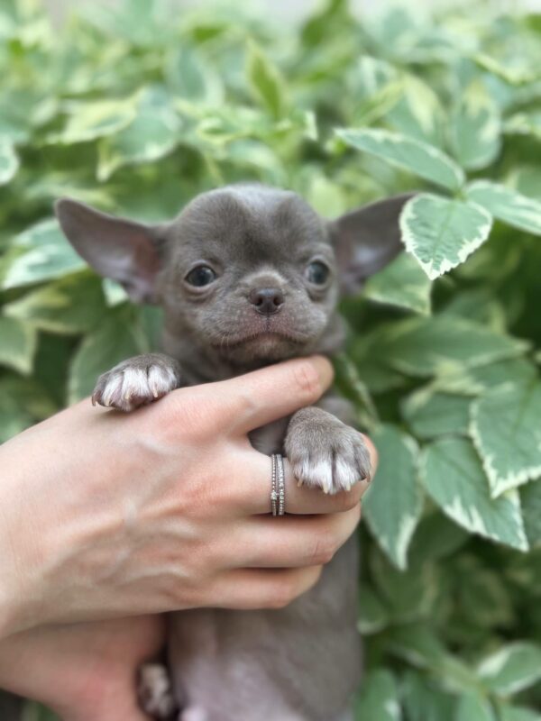 Pazhik Chihuahua Pazhik Chihuahua