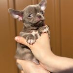 Pazhik-male-Chihuahua-puppy-for sale-2