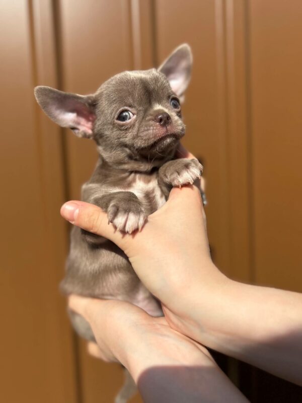 Pazhik Chihuahua Pazhik Chihuahua