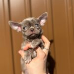 Pazhik-male-Chihuahua-puppy-for sale-3