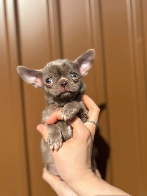 Pazhik Chihuahua Pazhik Chihuahua