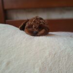 Pearl-Blossom-female-Maltipoo-puppy-for-sale-1