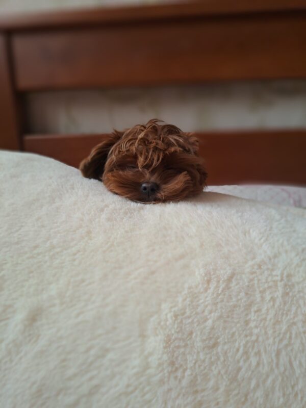 Pearl Blossom Maltipoo Pearl Blossom Maltipoo