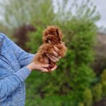 Pearl-Blossom-female-Maltipoo-puppy-for-sale-2