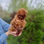 Pearl-Blossom-female-Maltipoo-puppy-for-sale-3