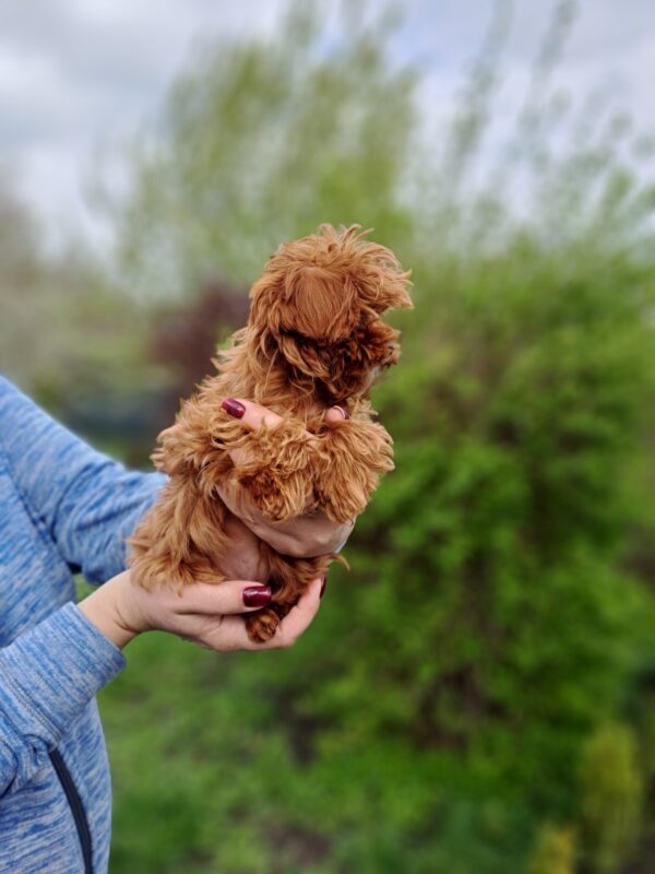 Pearl Blossom Maltipoo Pearl Blossom Maltipoo