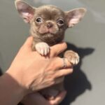 Pearla-female-Chihuahua-puppy-for sale-1