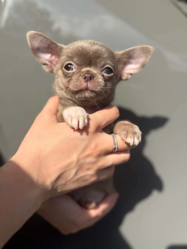 Pearla Chihuahua Pearla Chihuahua