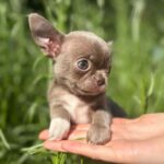 Pearla-female-Chihuahua-puppy-for sale-2