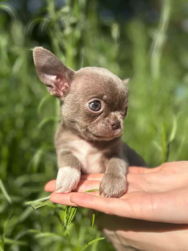 Pearla Chihuahua Pearla Chihuahua