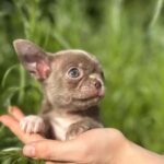 Pearla-female-Chihuahua-puppy-for sale-3
