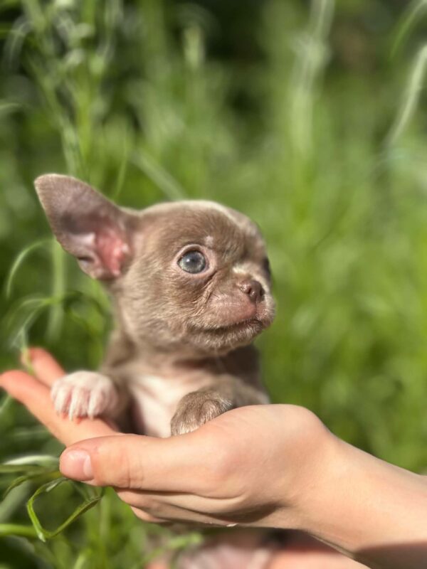 Pearla Chihuahua Pearla Chihuahua