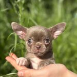 Pearla-female-Chihuahua-puppy-for sale-4