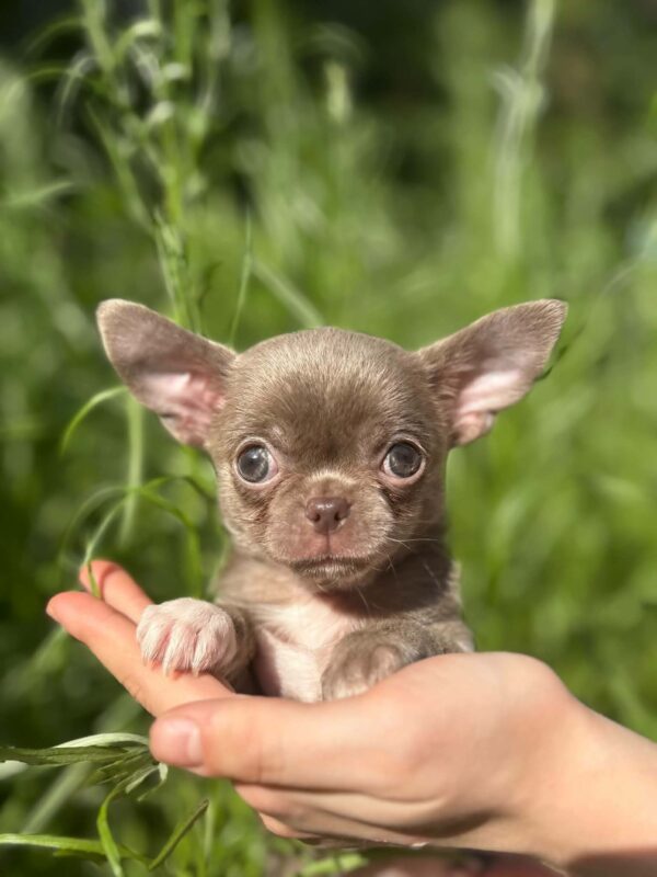 Pearla Chihuahua Pearla Chihuahua