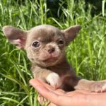 Pearla-female-Chihuahua-puppy-for sale-5