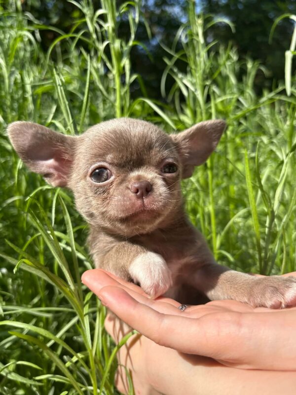 Pearla Chihuahua Pearla Chihuahua