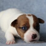 Penelope-female-JRT-puppy-for-sale-1
