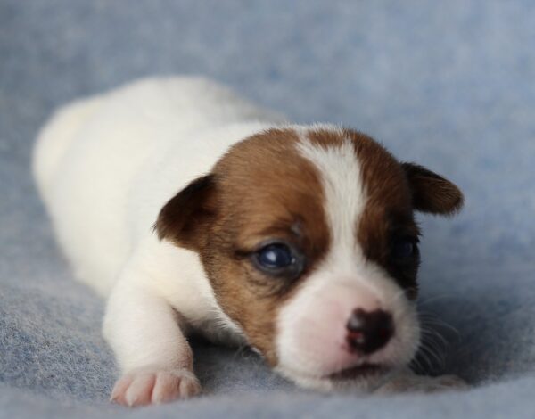 Penelope Jack Russell Terrier Penelope Jack Russell Terrier