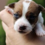 Penelope-female-JRT-puppy-for-sale-2