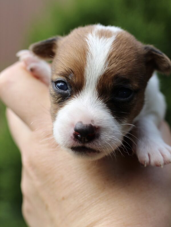 Penelope Jack Russell Terrier Penelope Jack Russell Terrier