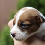 Penelope-female-JRT-puppy-for-sale-3