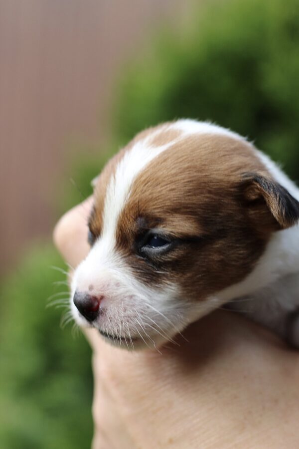 Penelope Jack Russell Terrier Penelope Jack Russell Terrier