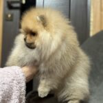 Penni-female-pomeranian-puppy-for-sale-1 (1)