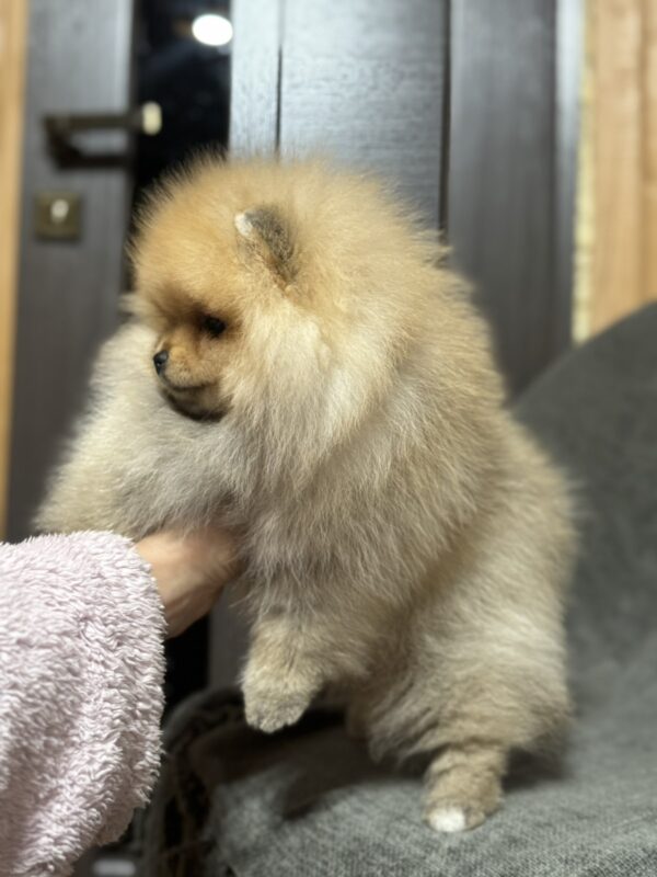 Penni Pomeranian Penni Pomeranian