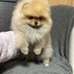 Penni-female-pomeranian-puppy-for-sale-1 (2)