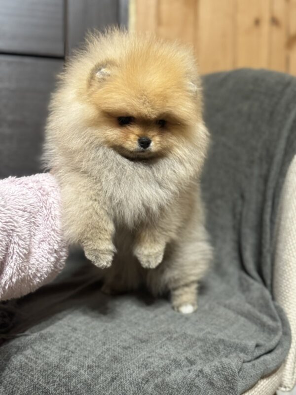 Penni Pomeranian Penni Pomeranian