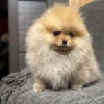 Penni-female-pomeranian-puppy-for-sale-1 (3)